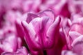 Closeup of a delicate pink tulip against a blurred background of a tulip garden Royalty Free Stock Photo