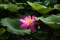 Closeup of a delicate sacred lotus, Nelumbo nucifera, pink flowerhead captured in a garden