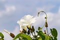 Closeup of the delicate white flower and buds of a field bindweed, Convolvulus arvensis Royalty Free Stock Photo