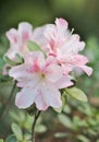 Closeup of delicate white and pink flowers