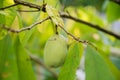 Asimina fruit growing on a tree