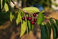 Closeup of delicious dark red cherries with big green leaves on a thin twig in the wilderness Royalty Free Stock Photo