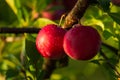 Closeup of delicious ripe plums on tree branch in garden Royalty Free Stock Photo
