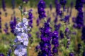 Closeup of delphiniums flowers in field at Wick, Pershore, Worcestershire, UK
