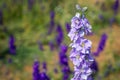 Closeup of delphiniums flowers in field at Wick, Pershore, Worcestershire, UK