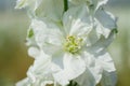 Closeup of delphiniums flowers in field at Wick, Pershore, Worcestershire, UK