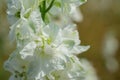 Closeup of delphiniums flowers in field at Wick, Pershore, Worcestershire, UK
