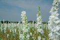 Closeup of delphiniums flowers in field at Wick, Pershore, Worcestershire, UK