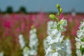 Closeup of delphiniums flowers in field at Wick, Pershore, Worcestershire, UK