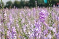 Closeup of delphiniums flowers in field at Wick, Pershore, Worcestershire, UK