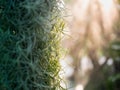 Closeup dense roots of Spanish moss cover a piece of rain drops, Suitable as background pattern for decorative design. Royalty Free Stock Photo