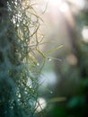 Closeup dense roots of Spanish moss cover a piece of rain drops, Suitable as background pattern for your design.