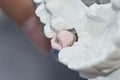 Closeup of dental technician putting ceramic to dental implants Royalty Free Stock Photo