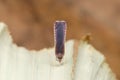 Closeup derbid planthopper front view