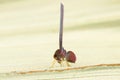 Closeup derbid planthopper side view