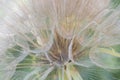 Closeup of desert dandelion isabella mcclellan Royalty Free Stock Photo