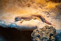 Closeup of a desert iguana, Dipsosaurus dorsalis captured in a zoo Royalty Free Stock Photo