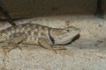 Closeup of the  desert spiny lizard, Sceloporus magister Royalty Free Stock Photo