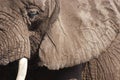 Closeup Detail of African Elephant Animal