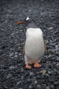 Antarctica Gentoo Penguin, Wildlife, Nature