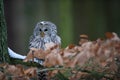 Closeup detail of awny owl sitting on branch between orange leaves