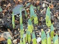 Closeup Detail of Bright Green Shoots of Spring Bulbs Coming Up From the Ground