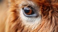 Closeup Detail of Brown Fur Llama in Peru AI Generated