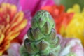 Closeup detail of buds within a bouquet of flowers