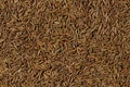 Closeup detail of caraway seeds meridian fennel - Carum carvi Royalty Free Stock Photo