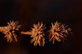 Closeup detail and close-up of golden seed pods in winter light with small snow crystals in front of dark background in the cold Royalty Free Stock Photo