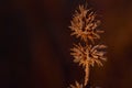 Closeup detail and close-up of golden seed pods in winter light with small snow crystals in front of dark background in the cold Royalty Free Stock Photo