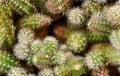 Closeup detail - cluster of cacti growing together, hair thin thorns, only few in focus