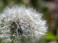 Closeup detail of a Dandelion`s White Wispy Seeds. Lots of Wishes. Royalty Free Stock Photo