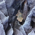 Closeup and detail on a pile of frosted dead leaves in a forest undergrowth in winter Royalty Free Stock Photo