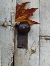 Closeup Detail of a Dirty Discarded Door, Doorknob and Latch with Peeling Paint and One Autumn Leaf Stuck in the Door Jam