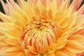 Closeup Detail of a Fabulous Orange and Yellow Dahlia Flower in Bloom