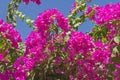 Closeup detail of flowering bougainvillea plant