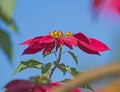 Closeup detail of flowering wild red poinsettia plant