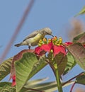 Closeup detail of flowering wild red poinsettia plant with nile valley sunbird