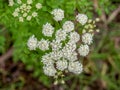 Closeup detail of flowers of Conium maculatum aka Poison hemlock. Royalty Free Stock Photo