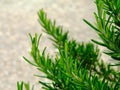 Detail of fresh green rosemary branch with blurred gray brown background Royalty Free Stock Photo
