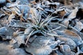 Closeup detail of frost and crisp dried leaves and grass on the ground covered with cold frosted hoar frost in natural Royalty Free Stock Photo