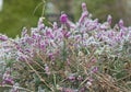 Closeup detail of frozen mediterranean pink heather in garden