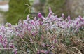 Closeup detail of frozen mediterranean pink heather in garden