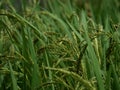 Closeup detail of green Tegallalang rice paddies field farm plant harvest crop grain seed in Ubud Bali Indonesia Asia