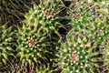 Closeup detail - group of cacti growing together, sharp thorns on green plants