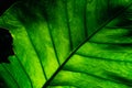 Closeup detail of incomplete green leaves on dark background. Green leaf eaten by worm, caterpillar, or insect. Leaf with green Royalty Free Stock Photo