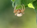 Closeup Detail of an Orb Weaver Spider Hanging from a Leaf