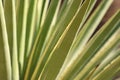 Closeup detail of the leaves of a desert spoon plant Royalty Free Stock Photo