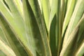 Closeup detail of the leaves of a desert spoon plant Royalty Free Stock Photo